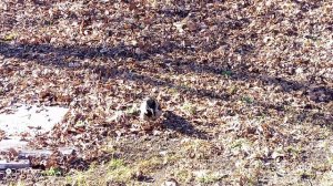 НАША ЗАМЕЧАТЕЛЬНАЯ ЗНАКОМАЯ ВОРОНА 20-04-2026