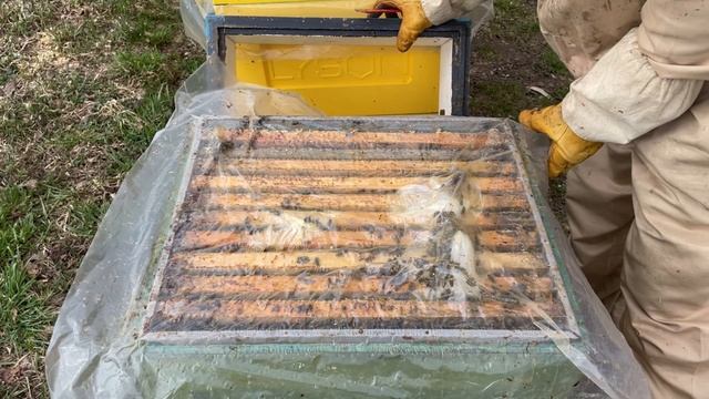 Пасека в середине апреля. Расширяю сушью, вощиной. Выравниваю семьи