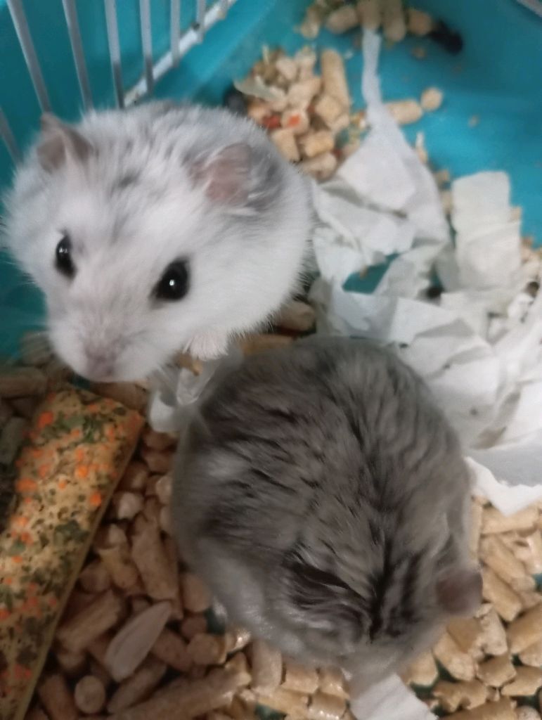 я кормлю своих милых хомячков и появление нового оборудования