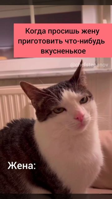 Смешной кот