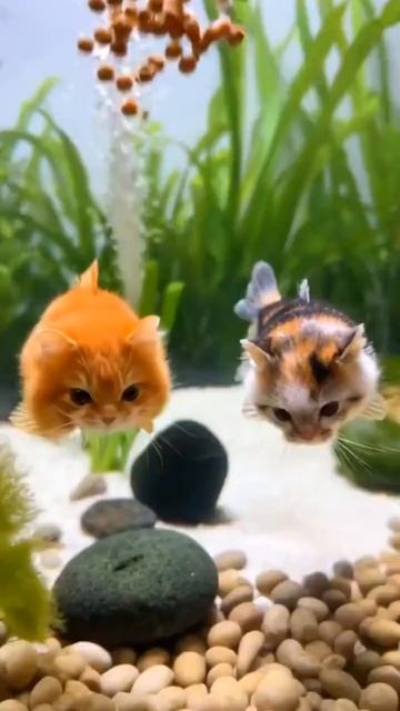 Fishy Cats #ai #cats #aicat #cat #catcute #cutecat