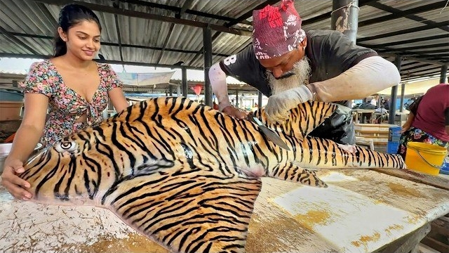 Коллекция рыбных нарезок. Потрясающая тигровая акула, акулий луч и много рыбы. Жизнь на Шри-Ланке