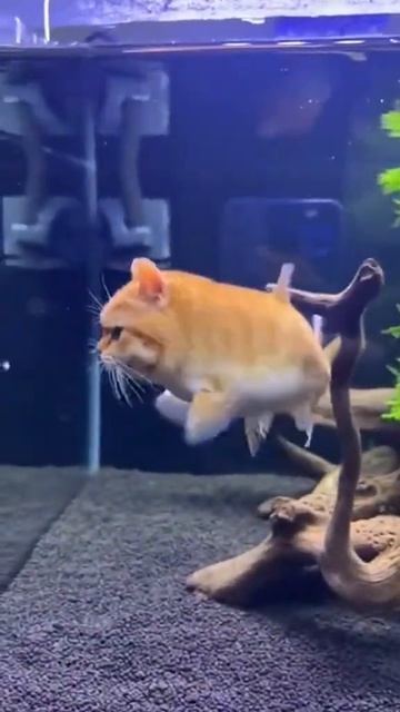 Cat Is A Fish #ai #cats #aicat #cat #catcute #cutecat