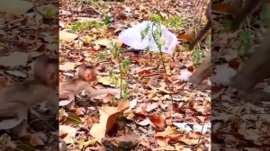 Макака и ее невесомый детёныш.  1000046710.mp4