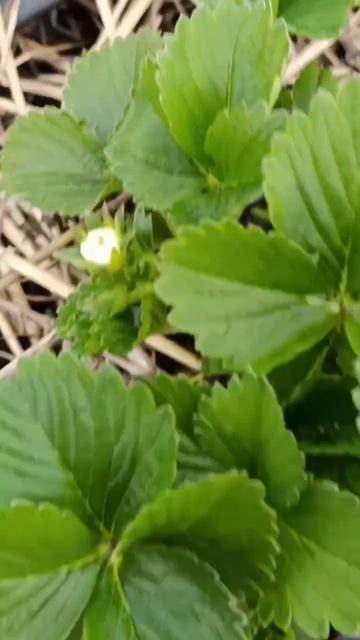 Цветение клубники Кабрилло, Мурано, Крапо 10,  Петра, Рабунда