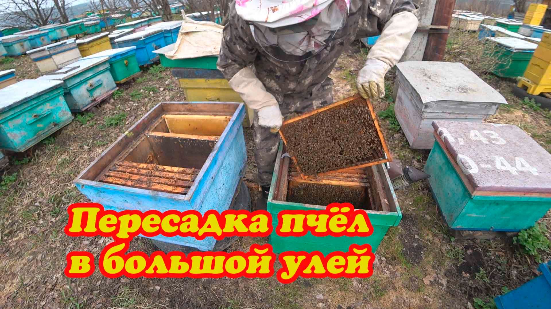 ПЕРЕСЕЛЕНИЕ ПЧЕЛОСЕМЬИ В БОЛЬШОЙ УЛЕЙ, ДЕЛАЕМ ПЕРВОЕ РАСШИРЕНИЕ НА ЦВЕТЕНИЕ ВЕРБЫ.