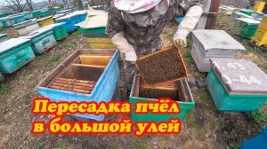 ПЕРЕСЕЛЕНИЕ ПЧЕЛОСЕМЬИ В БОЛЬШОЙ УЛЕЙ, ДЕЛАЕМ ПЕРВОЕ РАСШИРЕНИЕ НА ЦВЕТЕНИЕ ВЕРБЫ.