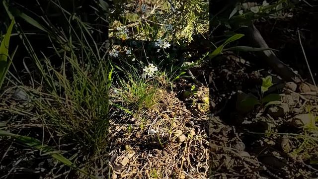 Столько цветов вы ещё не видели, как в можжевеловой роще. Настоящий бум! Апрель.