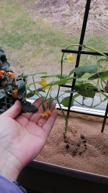 Огород на окне