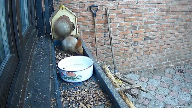 наши дикие белки