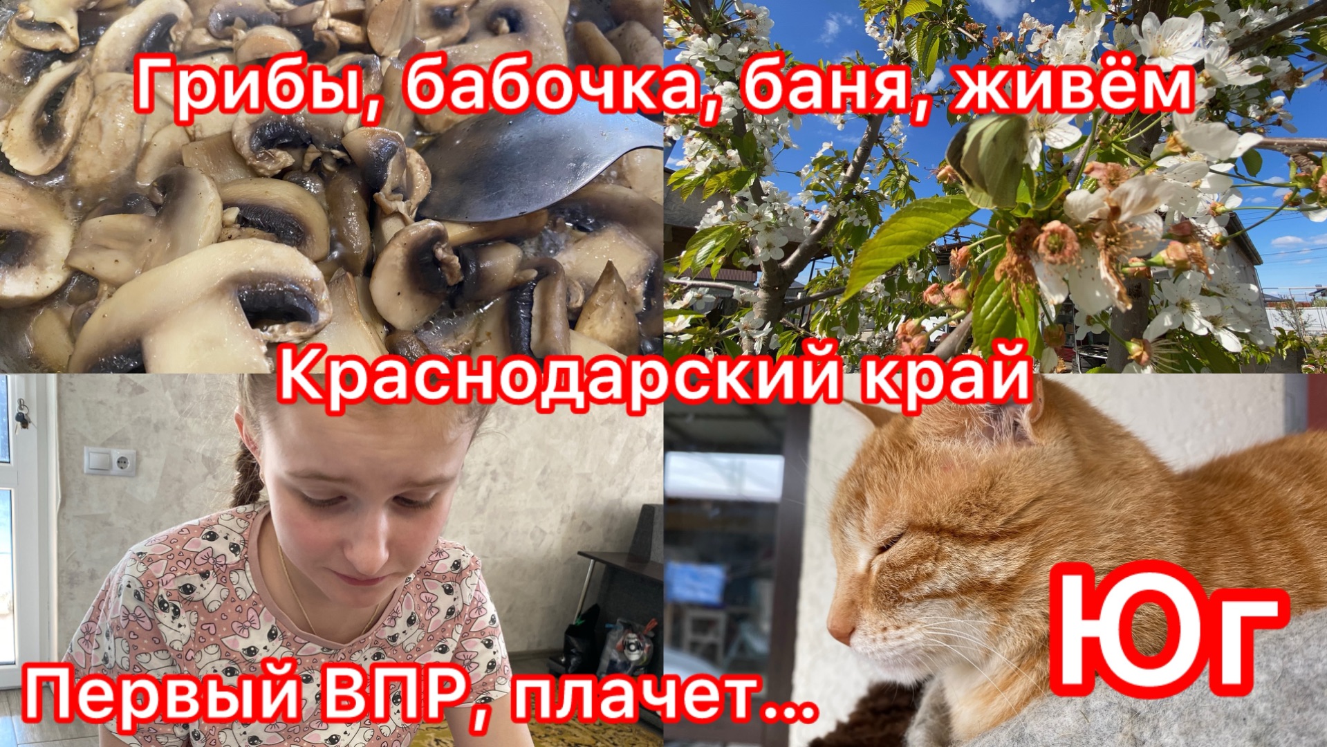 Купили дом. Первый ВПР. Софья расстроилась. Грибной день. Выпускной. В баню хочу. Жизнь на юге.