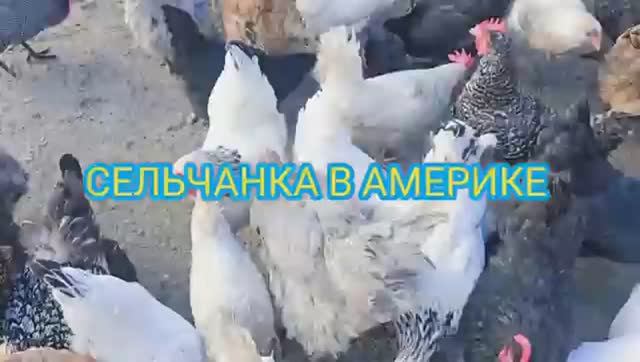 СЕЛЬЧАНКА В АМЕРИКЕ Тихая жизнь на ферме