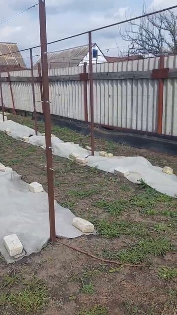 Открытие винограда, нет.