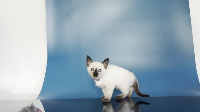 Тайская девочка Uma Gamlet, 1,5 месяца