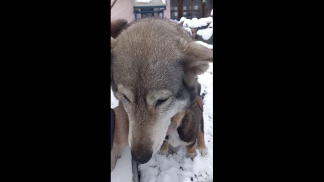 Маленький Рубик остался один. Братика забрали. Теперь только с матерью играть можно