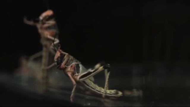 УТРО ИНГУШЕТИИ  210426