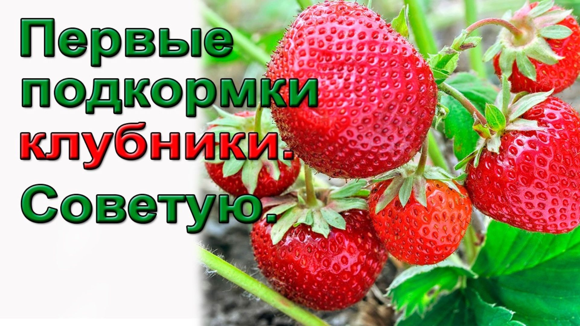 Первые подкормки клубники Чем подкормить клубнику весной