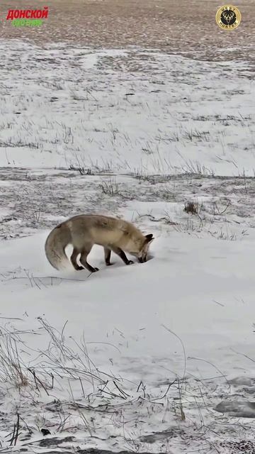 Охота на лис .Как охотиться Лиса