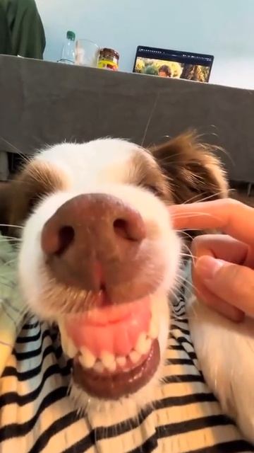 Собака улыбака