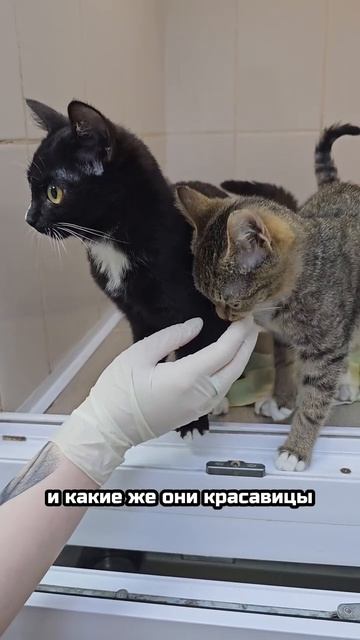 Подброшенные НА МОРОЗ! Их жизнь началась с предательства...