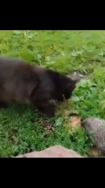 Кто быстрее усы против иголок