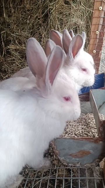 Малышня кушает! #shorts