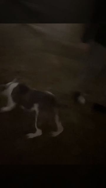 Рассел # Привет из дома