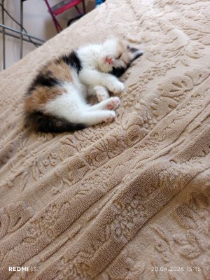 Ника это моя любимая кошка