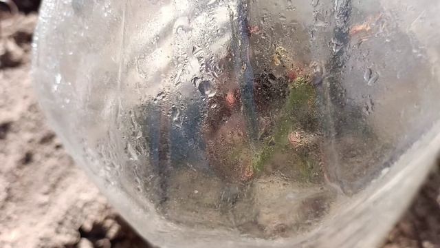 Осенью часть черенков роз решила укоренить и вот результат