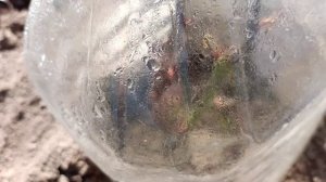 Осенью часть черенков роз решила укоренить и вот результат