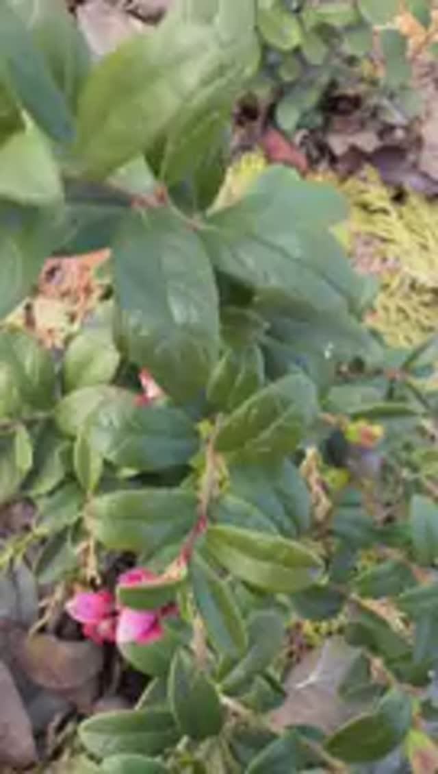 Голубика и брусника начала уже цветут во всю