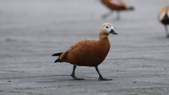 Уточки. 19.04.26