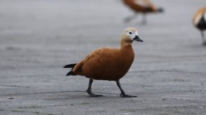 Огари. 19.04.26