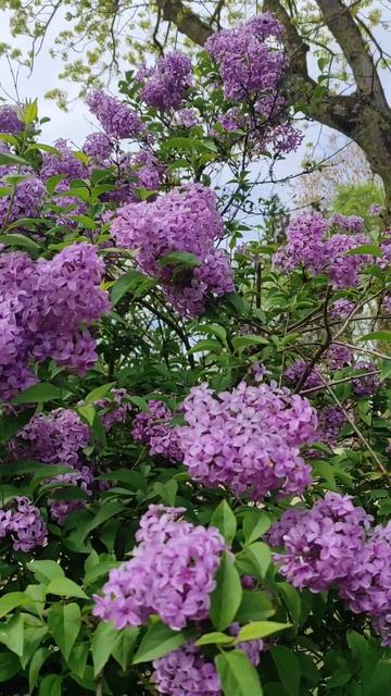 Сирень решила, что пора 🤗🌸🌳