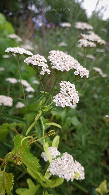 Летние лечебные травы 🌿 Ерзовка. Самарская область 🧭