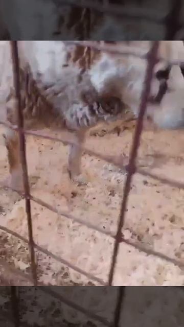 Уфа, Башкирия🆘🆘🆘🆘🆘🆘🆘🆘🆘
Попала в отлов вот такая добрая,нежная девочка попала в отлов!😰