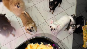 Варим хвостикам обед, сегодня вроде не выпендриваются.