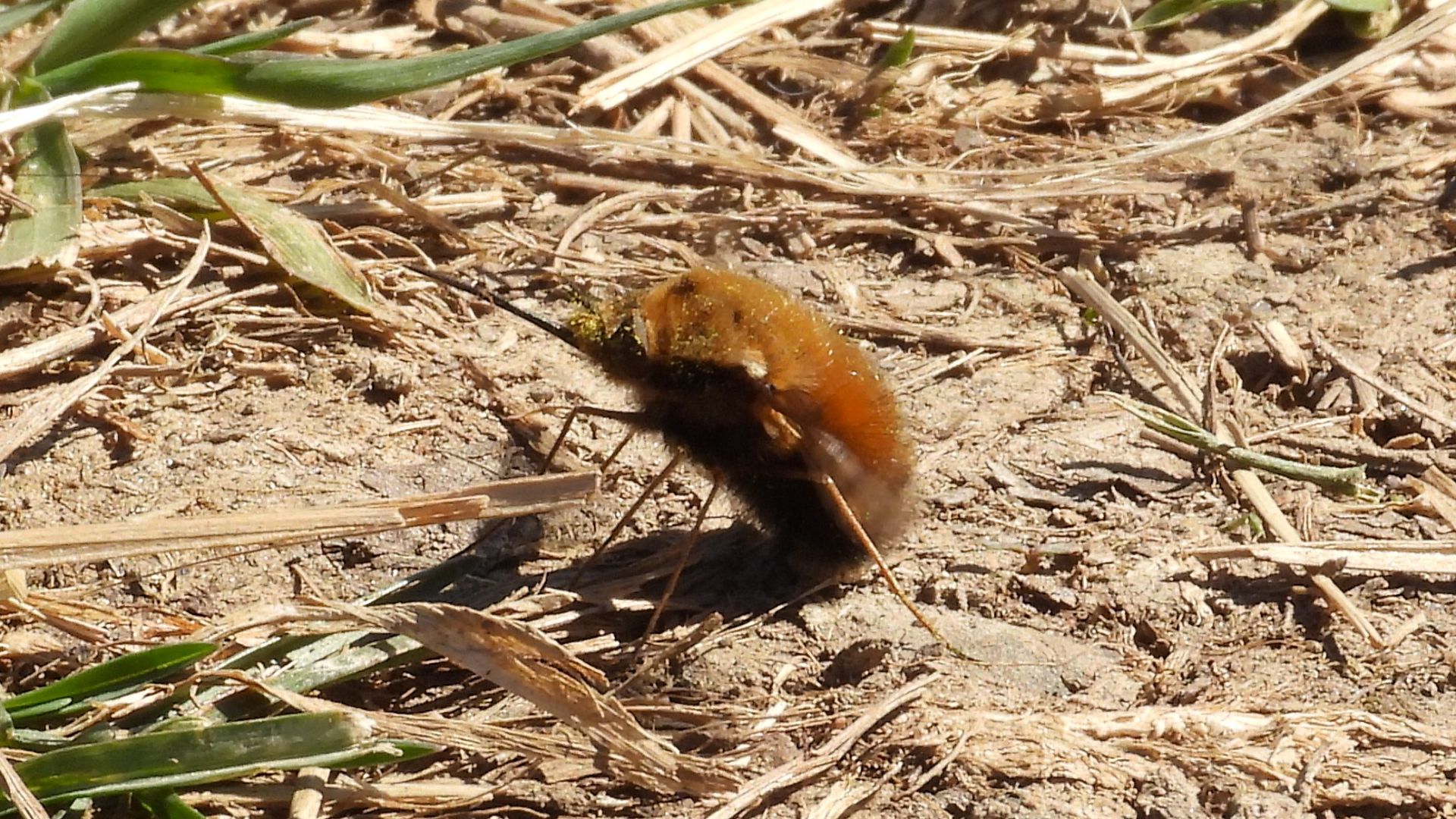 Жужжало. Насекомые в Великом Новгороде, 20 апреля 2026