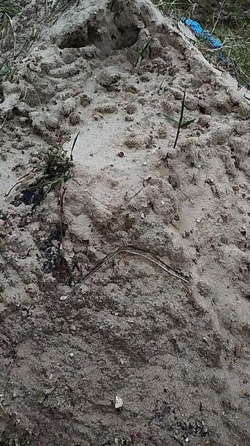 Руна Пертро — ᛈ