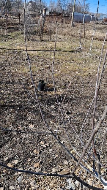 Обрезка яблони