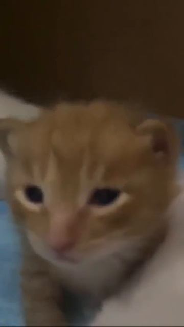 Клип @meowtaverse