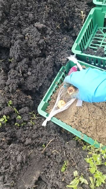 Гладиолусы 18 сортор, посадила и подписала. Цветы для букетов, цветочная ферма 1й пробный сезон.