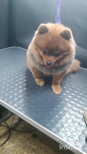 Тэди. Немецкий шпиц