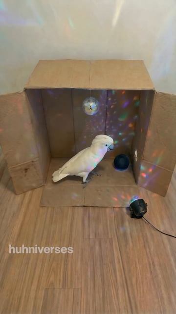 Отжал себе место в клубе