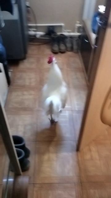 ПЕТУХ  В  КВАРТИРЕ