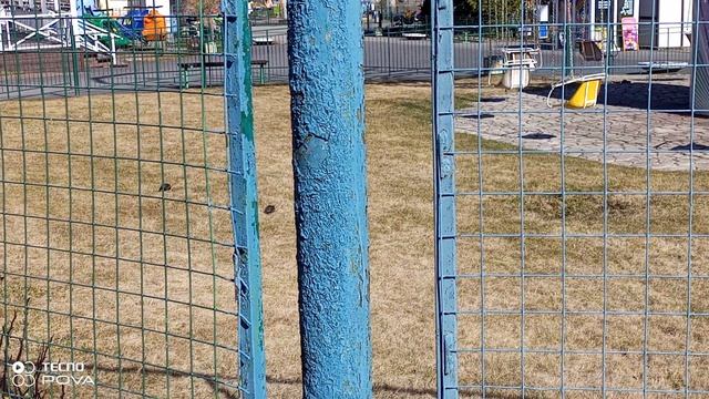 ПТИЧКИ ЛАКОМЯТСЯ 20-04-2026