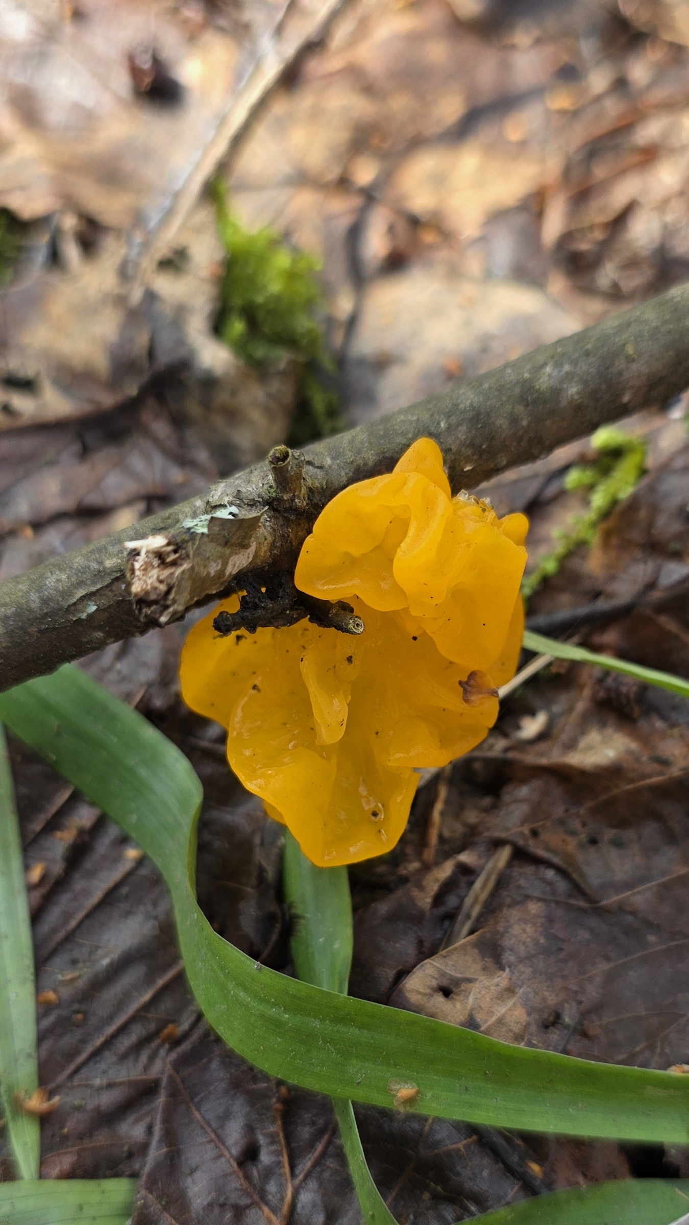 нашла съедобный гриб. дрожалка оранжевая