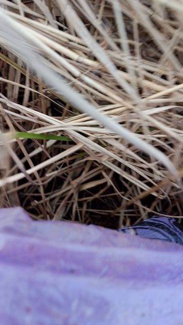 Вечерний улов карася 🎣🎣🎣