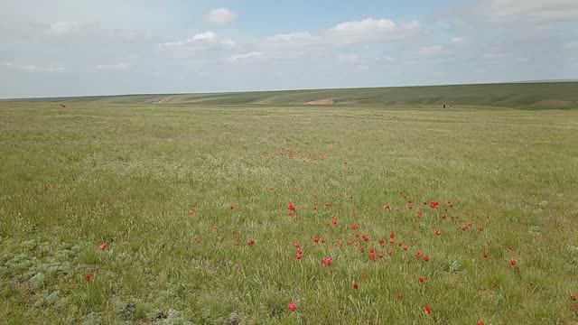 Степь. Цветут тюльпаны. Калмыкия.