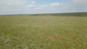 Степь. Цветут тюльпаны. Калмыкия.